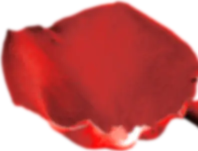 rose pedal