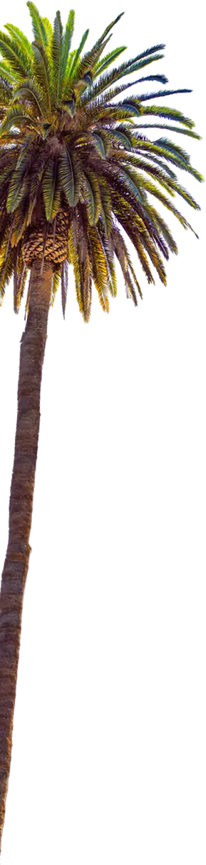 palm tree