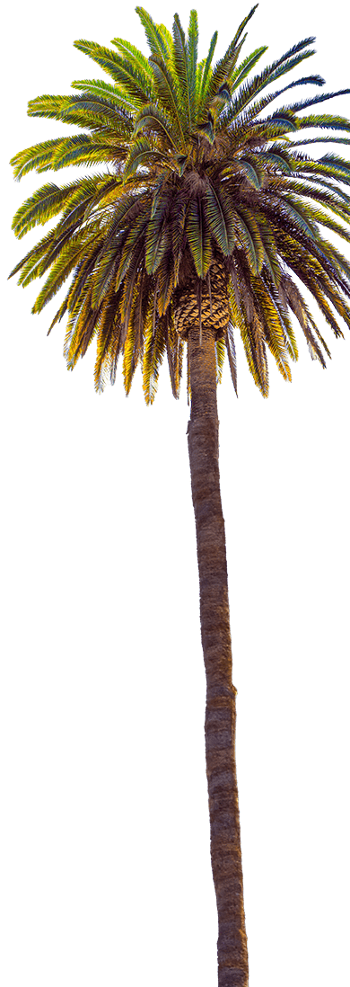 palm tree