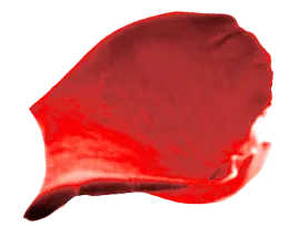 rose pedal