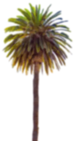 palm tree
